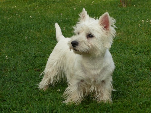 Les West Highland White Terrier de l'affixe des Jardins de Vopearbea
