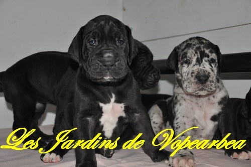 chiot Dogue allemand des Jardins de Vopearbea