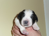 CHIOT