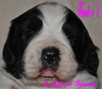 CHIOT