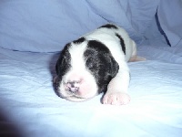 CHIOT