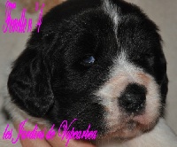 CHIOT